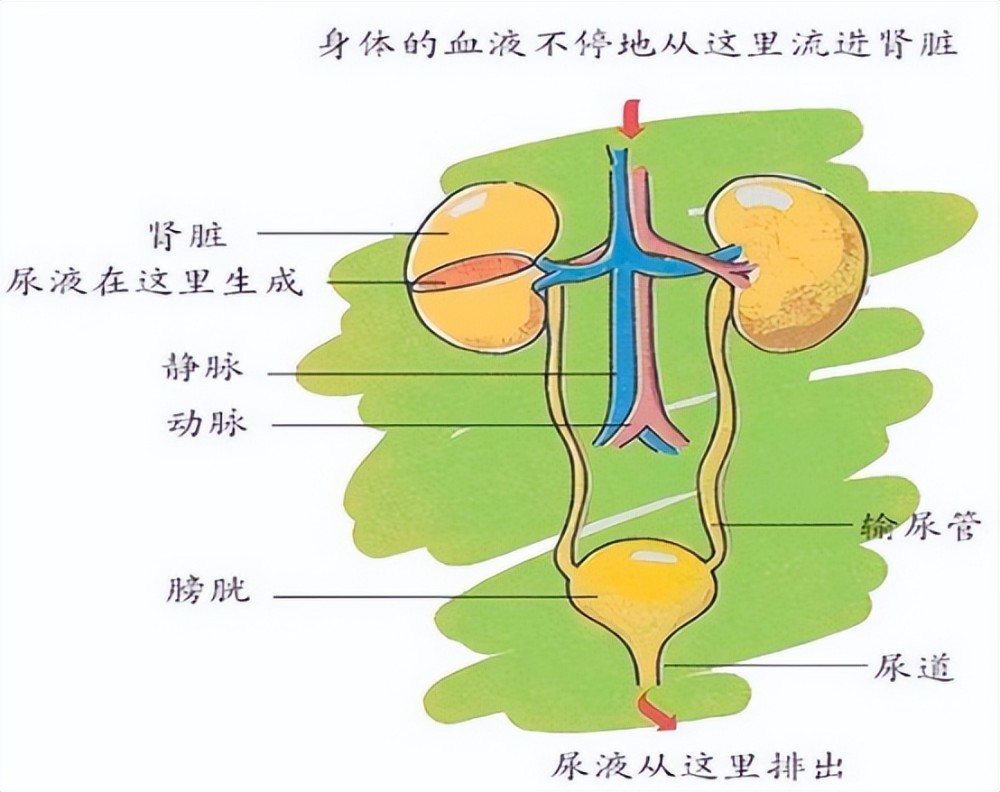 原尿生成首先,尿液是人体新陈