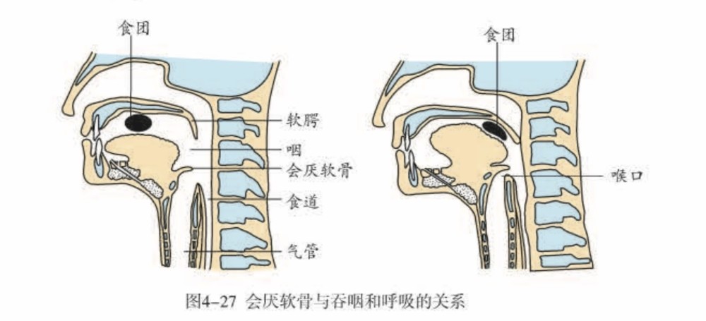 由此可知,在吞咽那一刻,呼吸是暂停的,吞咽完毕,软颚,喉会厌软骨迅速