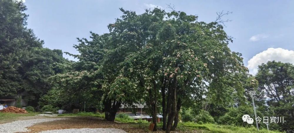 坐在放光寺前的石台街上,环顾四周,皆是鸡嗉子果树,大约有10来株,最大