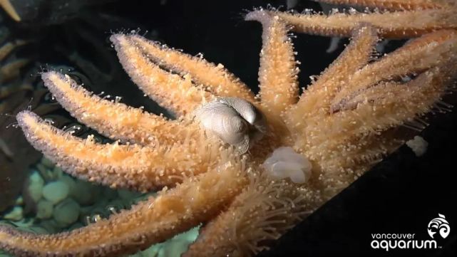 正在捕食贝类的海星图中白色半透明的结构是海星的胃海星,好吃吗?
