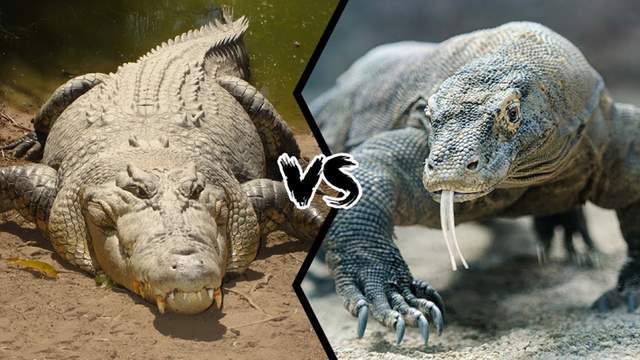 湾鳄vs科莫多巨蜥,如果两者正面单挑,谁会笑到最后?