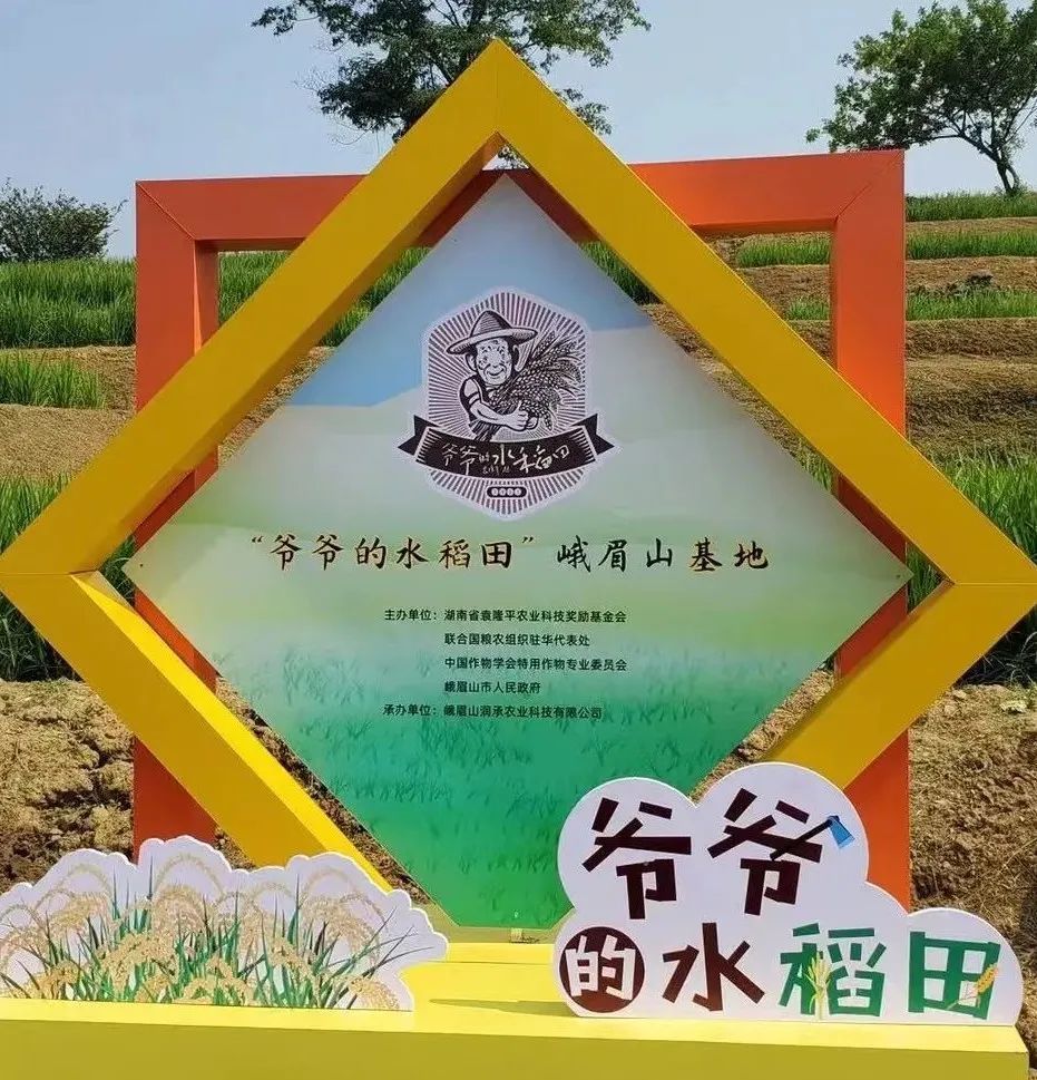 峨眉有一片爷爷的水稻田暑期一定要带娃去体验一下