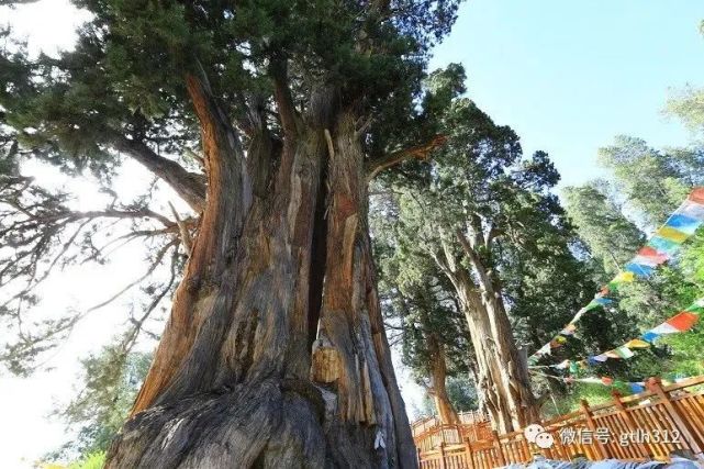 100年摄影:刘云川浙江 金华市武义县 樟树 540年摄影:曹良俊浙江