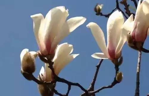 南京市:梅花49.兰州市:玫瑰花48.昆明市:云南茶花47.沈阳市:油松花46.