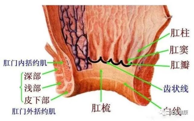 便很容易引发肛门直肠静脉血液回流障碍,引起静脉曲张,从而诱发痔的