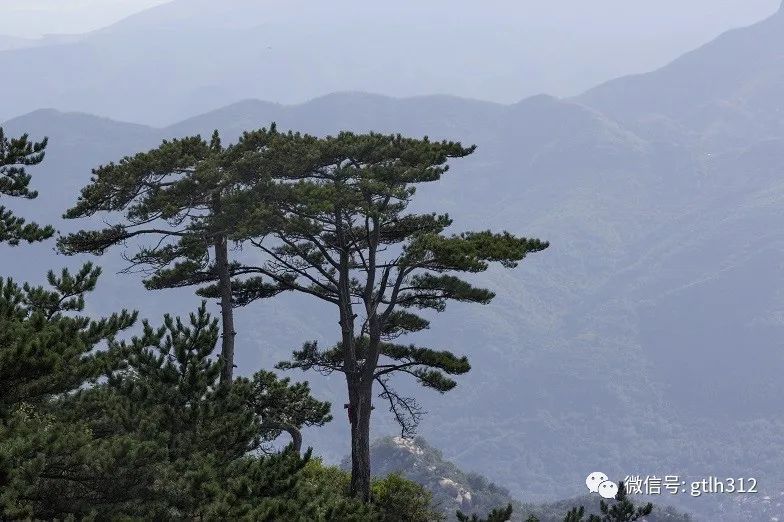 5000年柏树4000年银杏树1800年白蜡树1500年槐树1400