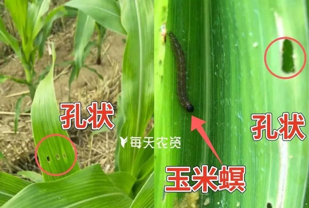玉米褐斑病顶腐病玉米螟等病虫害大暴发怎么办看答案