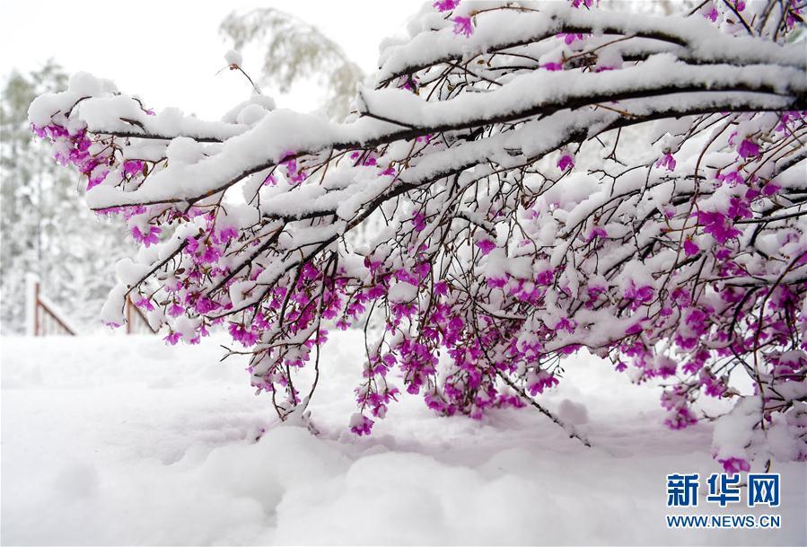 乍暖还寒 中国东北地区立夏下起大雪 (高清组图)