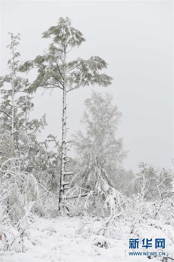 乍暖还寒 中国东北地区立夏下起大雪 (高清组图)