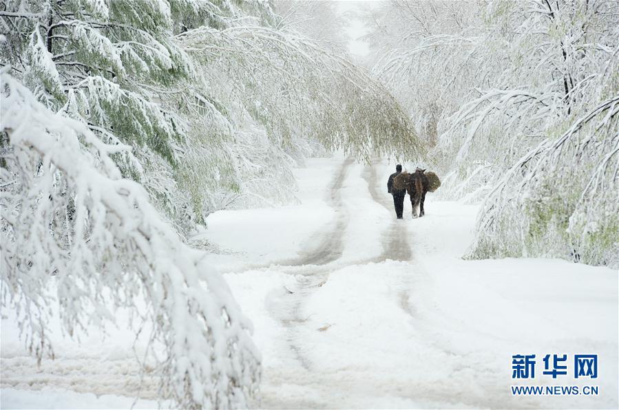 乍暖还寒 中国东北地区立夏下起大雪 (高清组图)