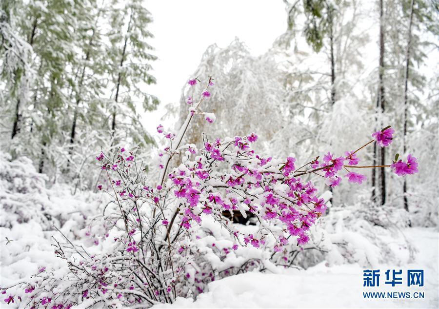 乍暖还寒 中国东北地区立夏下起大雪 (高清组图)