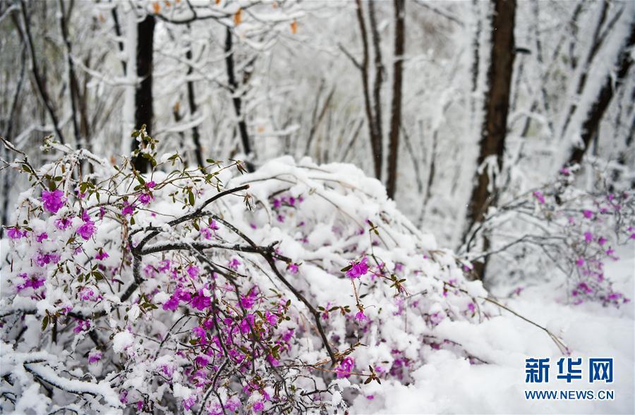 乍暖还寒 中国东北地区立夏下起大雪 (高清组图)