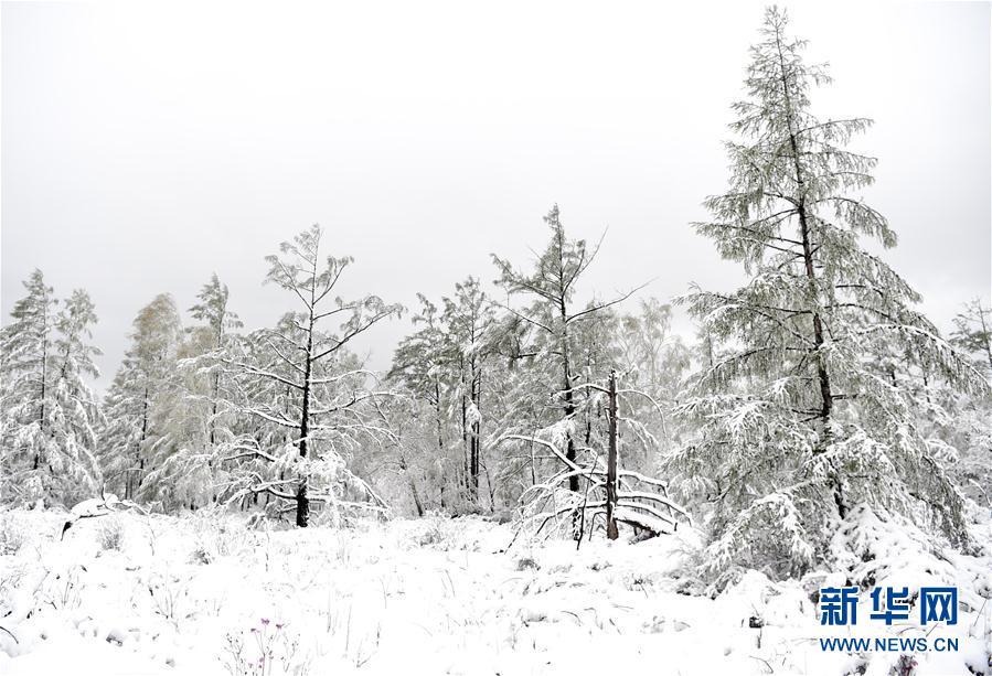 乍暖还寒 中国东北地区立夏下起大雪 (高清组图)