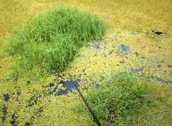 夏钓钓位选择是关键这样的草窝下有土黄色的野鲫