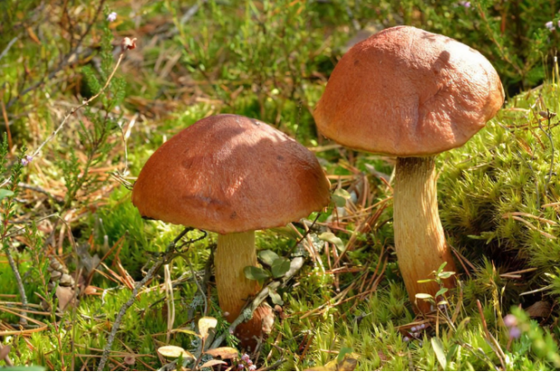 荒野维生野菜系列大孢条孢牛肝菌