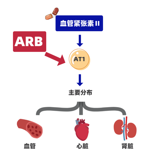 血管紧张素ii 的at1受体主要分布于人体的心脏,肾脏,血管平滑肌细胞