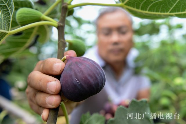 [南方生姜网-图片加载]