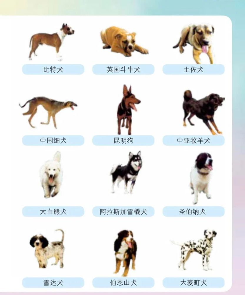 省畜牧兽医局在养犬重点管理区内确定的禁养犬共48种,其中烈性犬39种