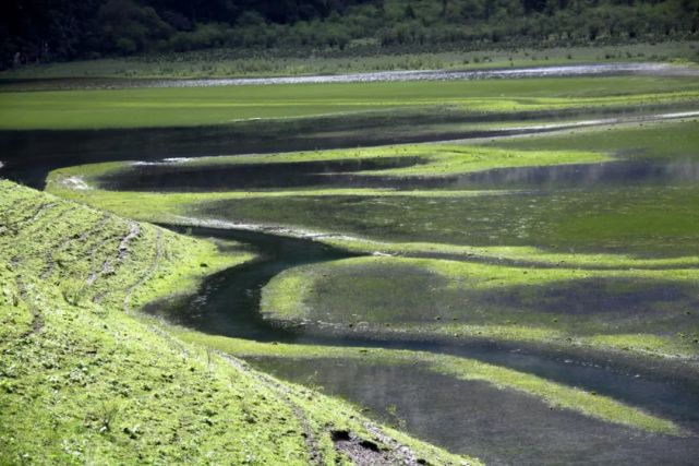 【畅游松潘】夏日的花绿二海,绚烂而清凉