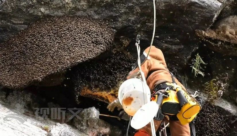 快看麻栗坡岩蜂蜜这样采