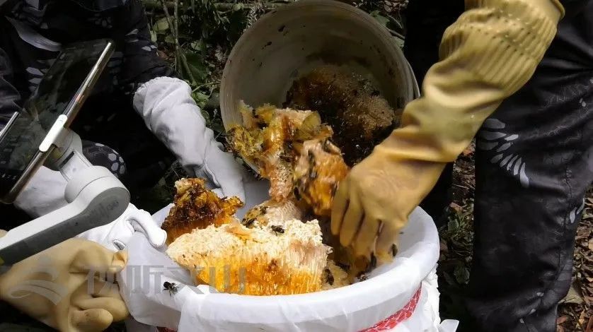 快看麻栗坡岩蜂蜜这样采