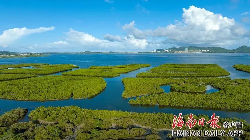 近年来,陵水大力推进黎安,新村两个潟湖环境整治工作,拨付1.