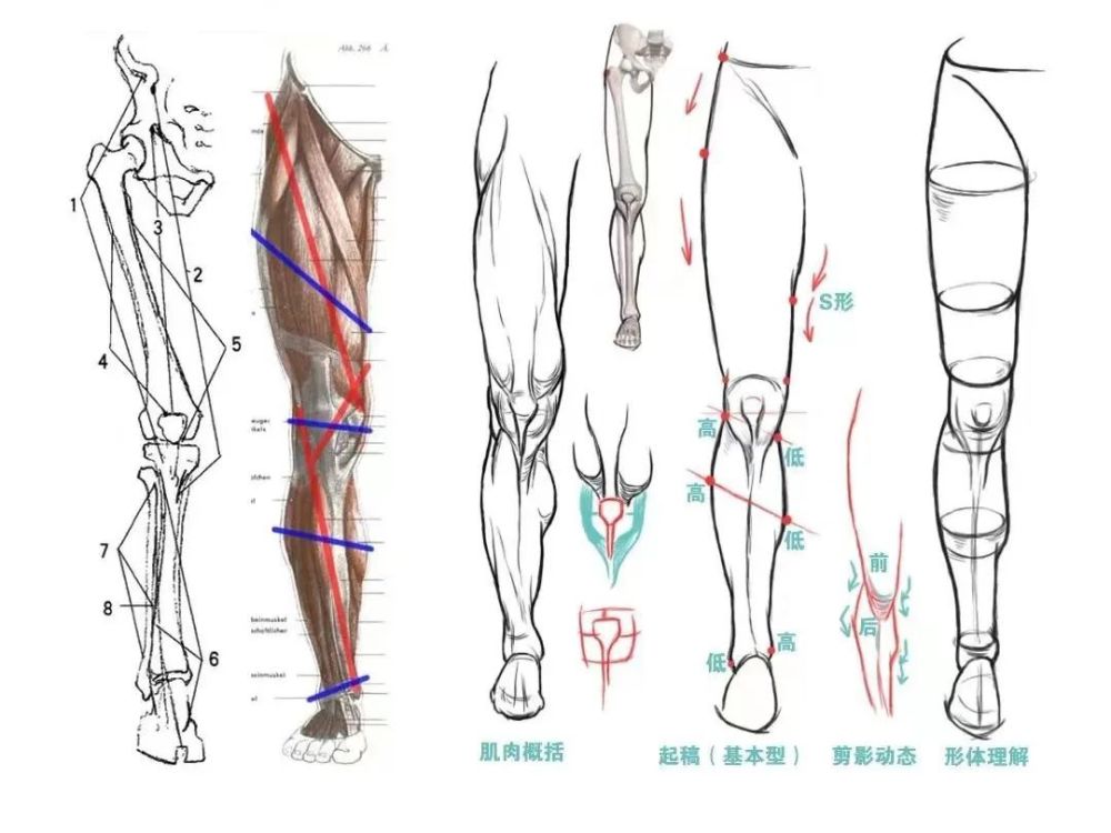 基础教学下肢画法