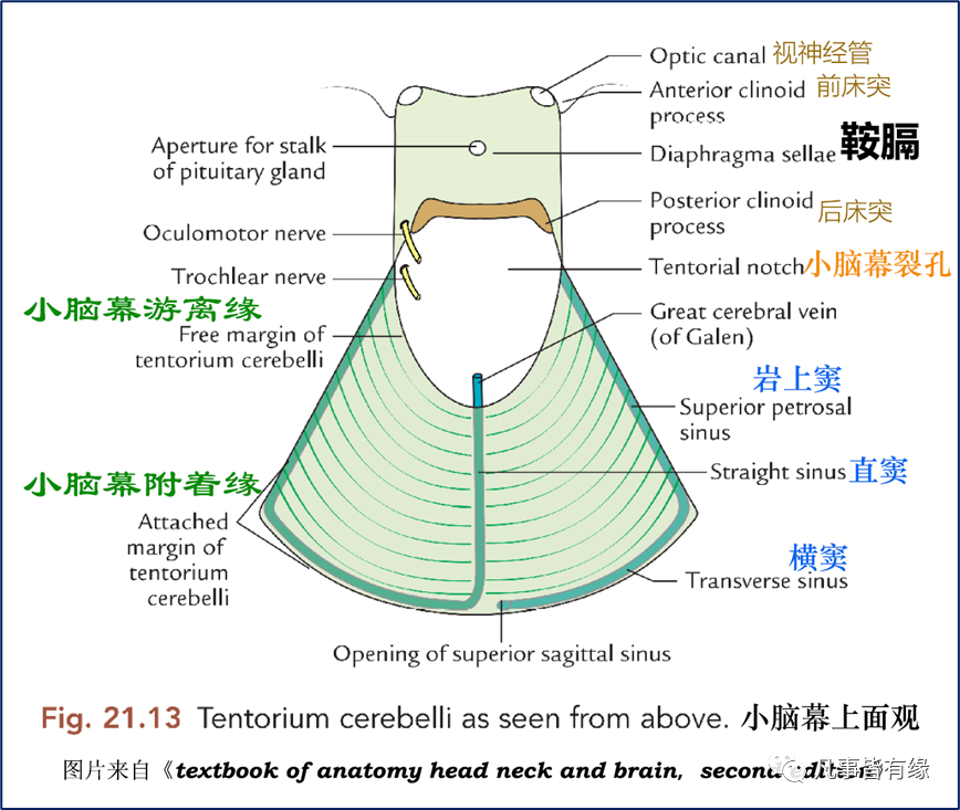 小脑幕小脑幕切迹及切迹间隙的解剖