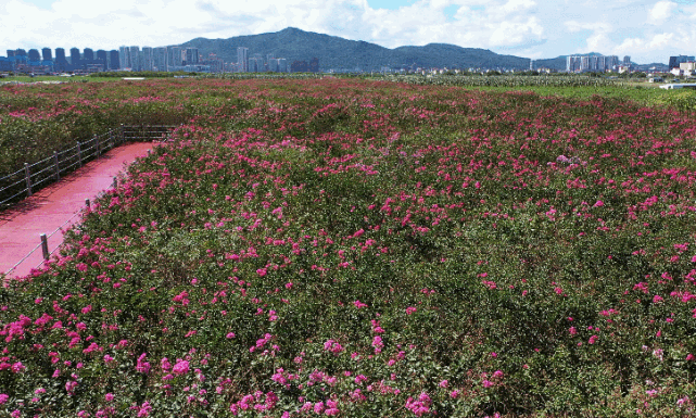 珠海这里花海如潮,超浪漫|平沙镇|金湾区|矮紫薇|珠海