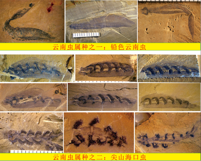 西北大学研究组采集到的云南虫类(包括云南虫属和海口虫属)标本数目有