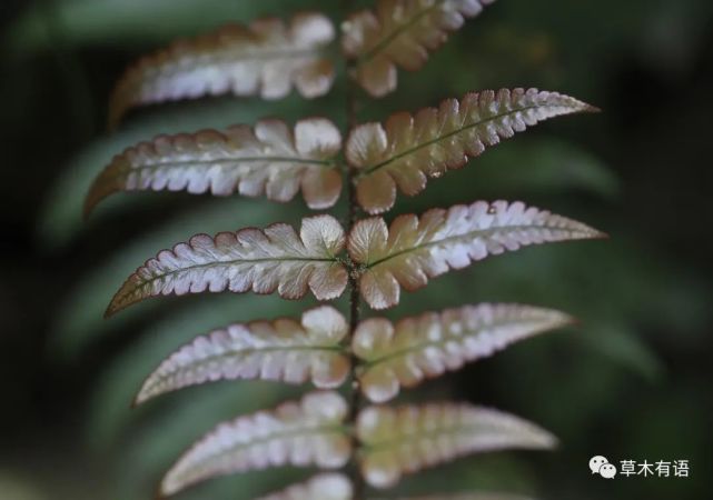 迷人鳞毛蕨叶柄除最基部为黑色外,其余部分为禾秆色,基部密被鳞片