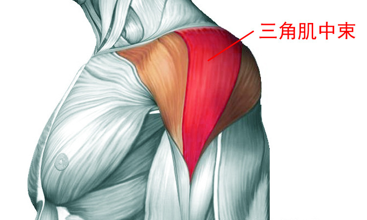 肩要宽就要练三角肌的中束