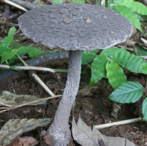 这是剧毒的灰花纹鹅膏菌(amanita fuliginea,与中华鹅膏高度相似