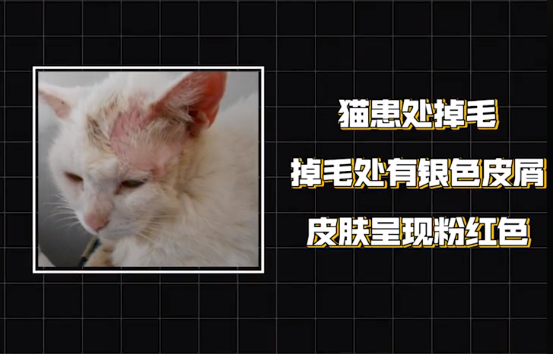 猫咪为什么会得猫癣?