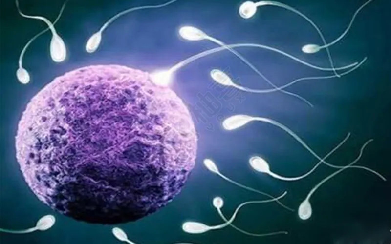 第三代试管婴儿胚胎诊断助试管婴儿(图3)