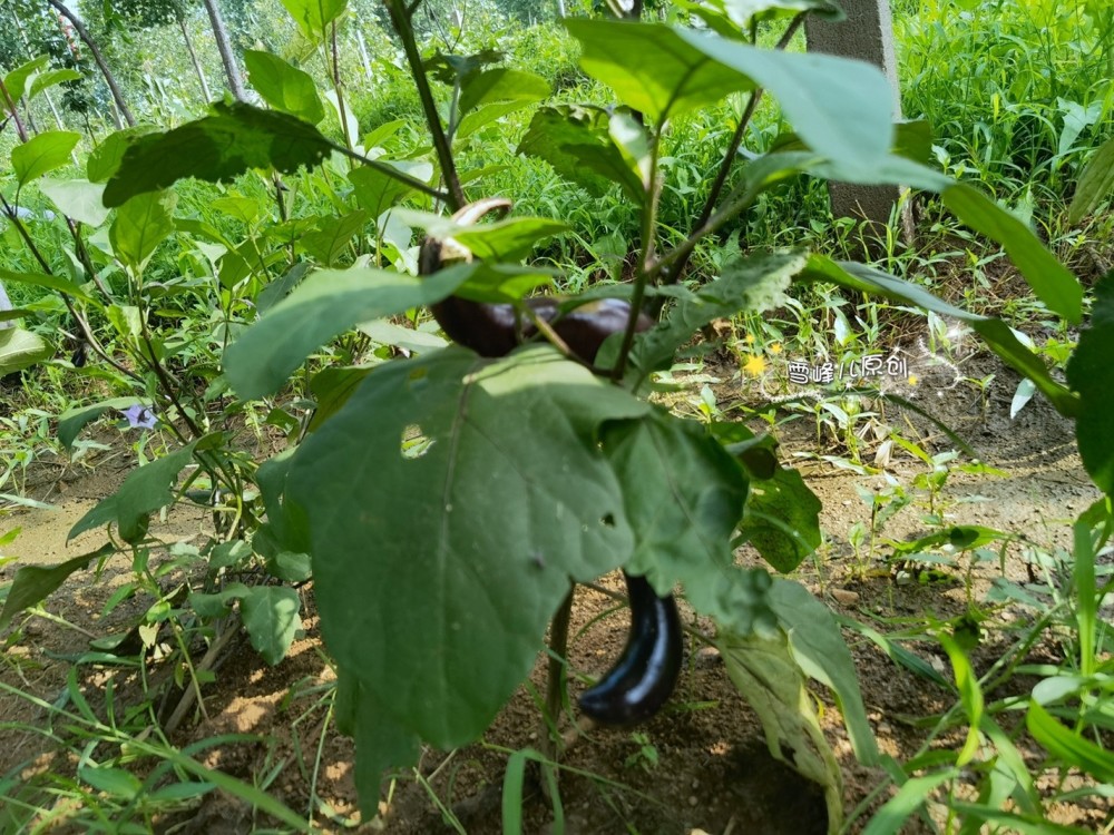 茄子这样吃一滴油不用放鲜美好吃特别香夏天做菜不用发愁了