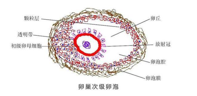 区,清亮纯净,边界清晰,壁菲薄;20%成熟卵泡在排卵前一天,可见卵丘图像