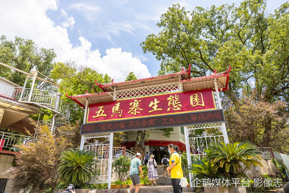 如今经过开发,五马寨生态园成了韶关市农科所食用菌示范基地,既可以