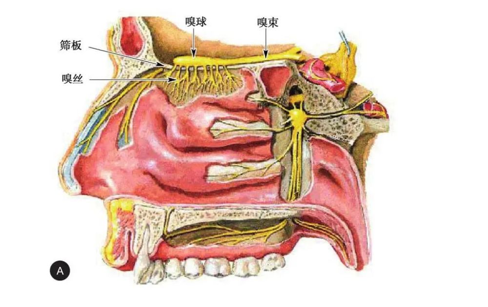 嗅神经(图2-5)01