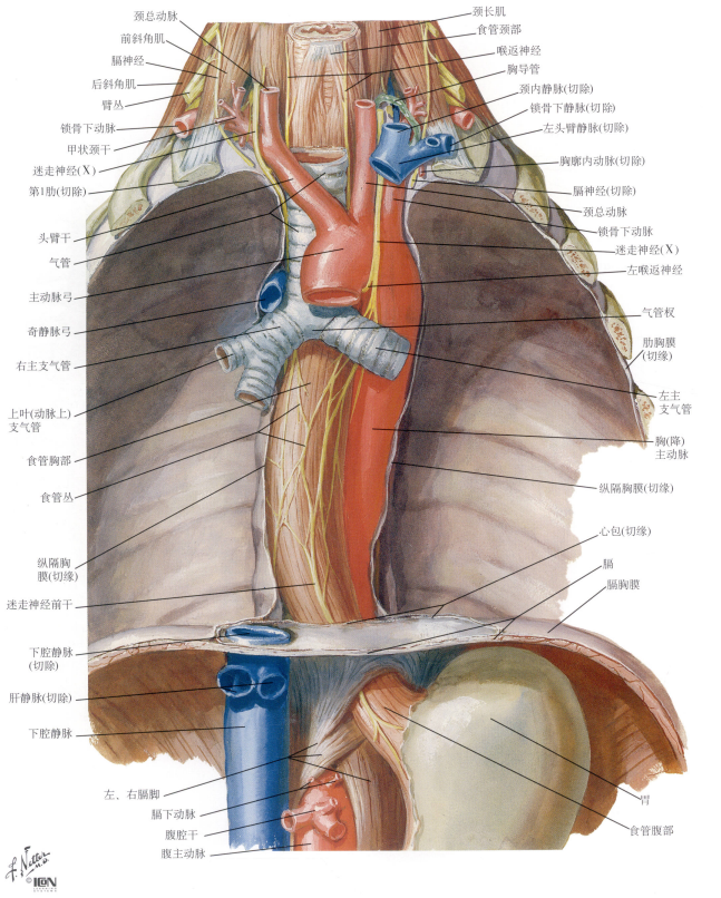 奈特解剖图谱纵膈的解剖