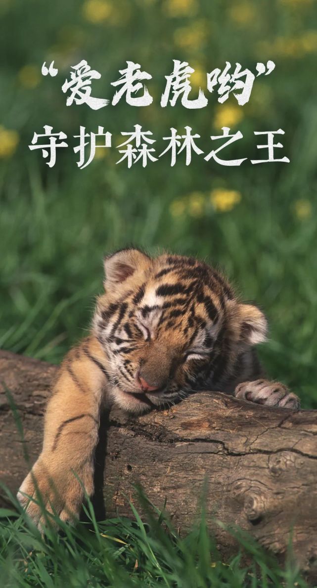 老虎早已融入了中国文化之中,是我们耳熟能详的兽中之王.