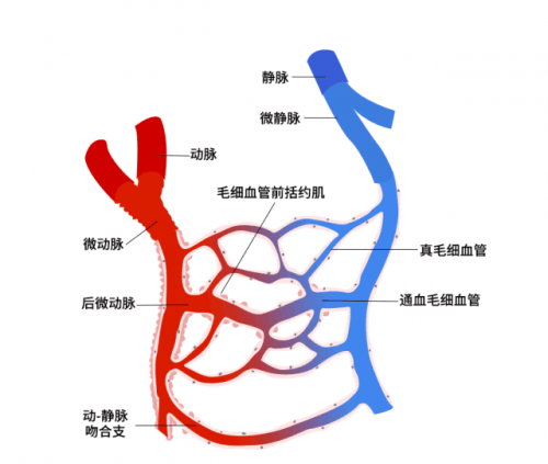 微循环对白癜风影响有多大合肥华夏白癜风医院专家建议这样改善