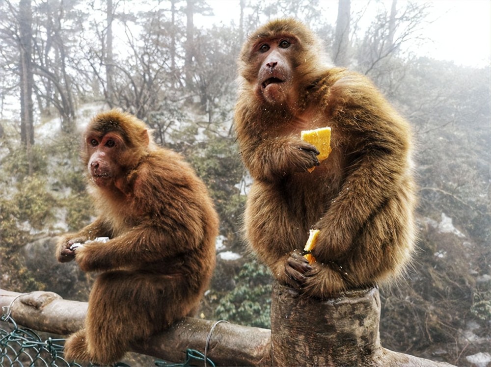 峨眉山的这些猴子在上山的必经之路上非常活跃,只要你上山游玩,就会不