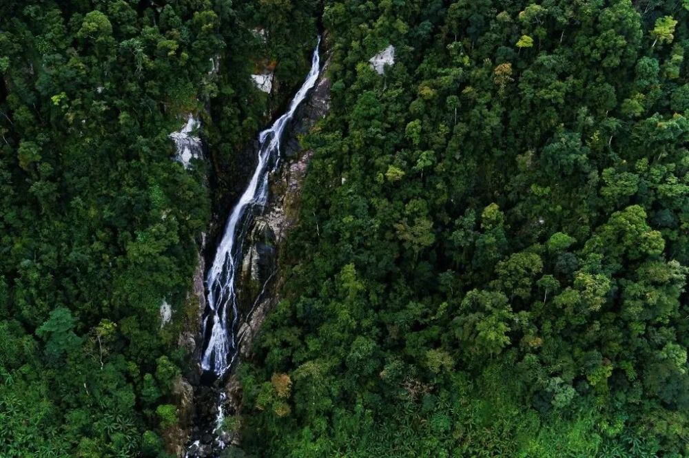 东方大田,五指山片区,鹦哥岭片区,海南热带雨林国家公园的摄制组走进