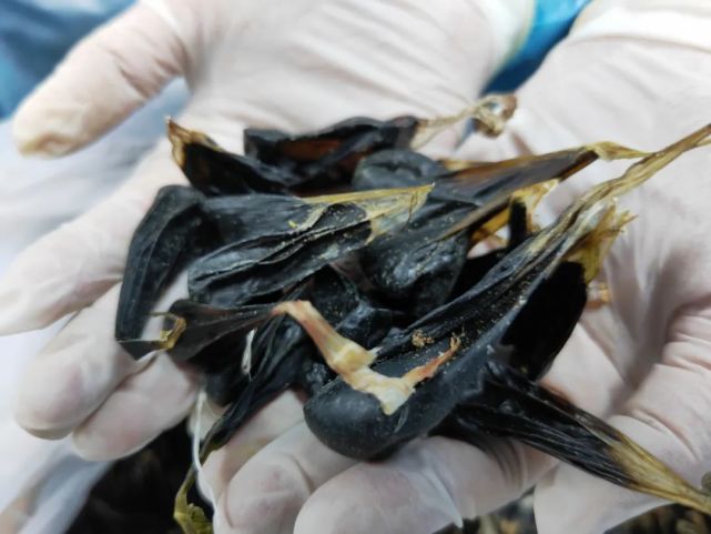 查获网纹蟒蛇胆