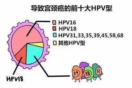 然后是hpv26,53,66,73,82其次是hpv33,52,58最危险:hpv16,18,80%的