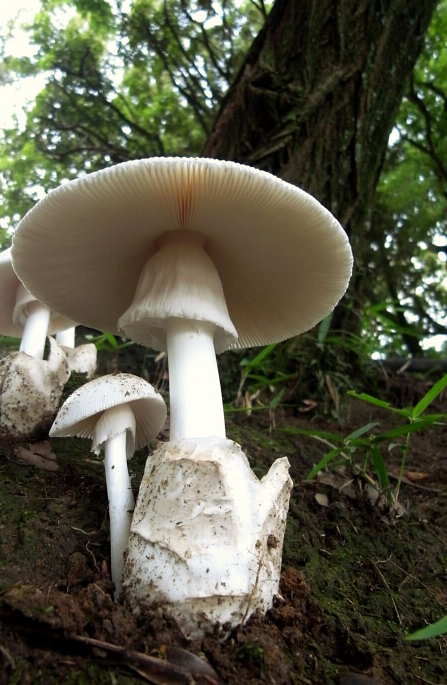 荒野维生野菜系列印花鹅膏菌