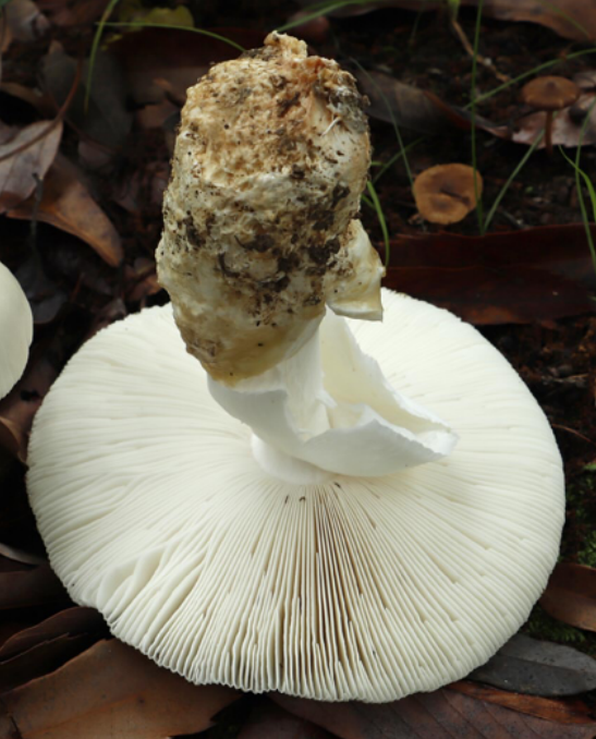 荒野维生野菜系列印花鹅膏菌