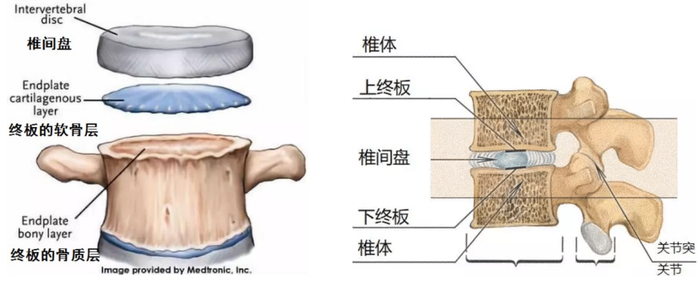 腰椎间盘位于两个腰椎体之间,中心是髓核,外面包裹着纤维环,是一个