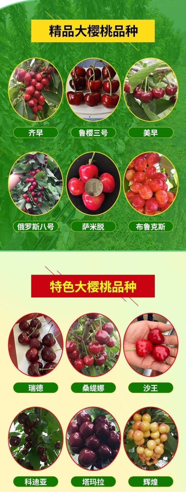 火箭樱桃树花期与挂果期的管理详解(想要高产就必看)